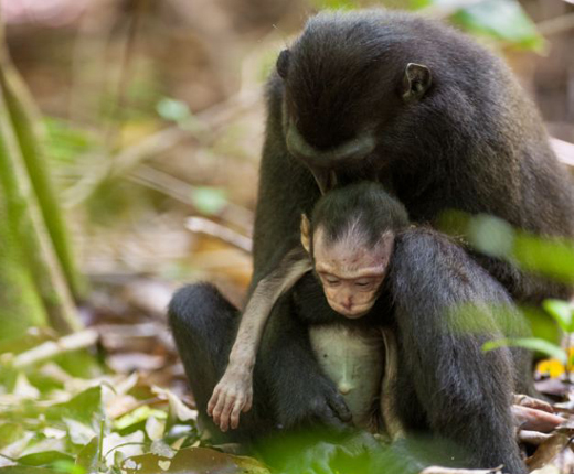 monkey -her de...